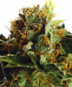Purple Haze Feminized Esrar Tohumu (ILGM)