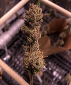 Purple Haze Feminized Esrar Tohumu (ILGM)