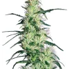 Purple Haze Feminized Esrar Tohumu (White Label)