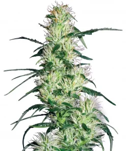 Purple Haze Feminized Esrar Tohumu (White Label)