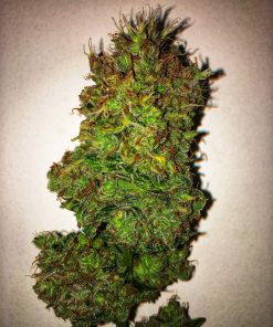 Purple Haze Feminized Esrar Tohumu (White Label)
