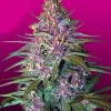 Purple Kush Feminized Esrar Tohumu (Crop King Seeds)