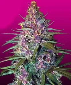 Purple Kush Feminized Esrar Tohumu (Crop King Seeds)