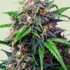 Purple Lemonade Auto Fem Esrar Tohumu (Royal Queen Seeds)