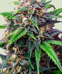 Purple Lemonade Auto Fem Esrar Tohumu (Royal Queen Seeds)
