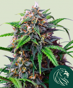 Purple Lemonade Auto Fem Esrar Tohumu (Royal Queen Seeds)