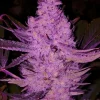 Purple Majik R1 Feminized Esrar Tohumu (ETHOS Genetics)