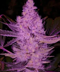 Purple Majik R1 Feminized Esrar Tohumu (ETHOS Genetics)