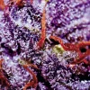 Purple Opium Auto Fem Esrar Tohumu (Divine Seeds)