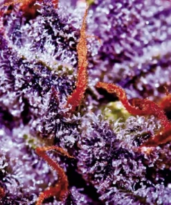Purple Opium Auto Fem Esrar Tohumu (Divine Seeds)