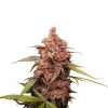 Purple Punch Feminized Esrar Tohumu (Seedstockers)