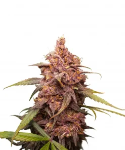Purple Punch Feminized Esrar Tohumu (Seedstockers)
