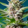 Purple Punch OG Feminized Esrar Tohumu (Sweet Seeds)