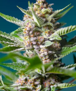 Purple Punch OG Feminized Esrar Tohumu (Sweet Seeds)