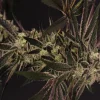 Purple Shot Feminized Esrar Tohumu (Exotic Seed)