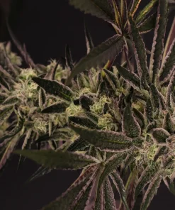 Purple Shot Feminized Esrar Tohumu (Exotic Seed)