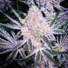 Purple Sunset Feminized Esrar Tohumu (ETHOS Genetics)