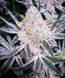 Purple Sunset Feminized Esrar Tohumu (ETHOS Genetics)