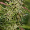 Purple Trainwreck Feminized Esrar Tohumu (Humboldt Seed Organization)