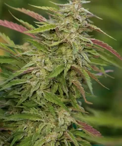 Purple Trainwreck Feminized Esrar Tohumu (Humboldt Seed Organization)