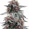 Purple Urkle seeds Feminized Esrar Tohumu (WeedSeedsExpress)