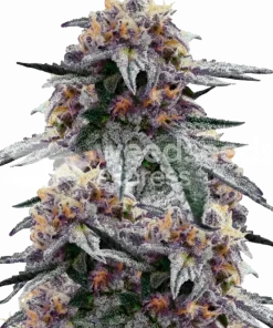 Purple Urkle seeds Feminized Esrar Tohumu (WeedSeedsExpress)