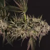 Quick Sherbet Feminized Esrar Tohumu (Exotic Seed)