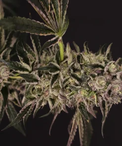 Quick Sherbet Feminized Esrar Tohumu (Exotic Seed)