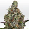 Rainbow Road Feminized Esrar Tohumu (Paradise Seeds)