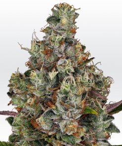 Rainbow Road Feminized Esrar Tohumu (Paradise Seeds)