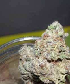 Rainbow Road Feminized Esrar Tohumu (Paradise Seeds)
