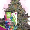 Rainbow Sherbet Feminized Esrar Tohumu (Zamnesia Seeds)