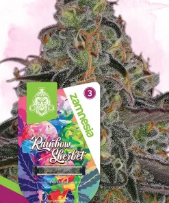 Rainbow Sherbet Feminized Esrar Tohumu (Zamnesia Seeds)