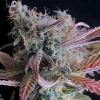 Raspberry Cough Feminized Esrar Tohumu (Nirvana)