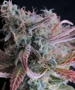 Raspberry Cough Feminized Esrar Tohumu (Nirvana)