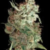 Red Dragon Feminized Esrar Tohumu (Barney's Farm)