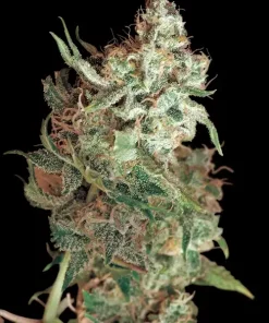 Red Dragon Feminized Esrar Tohumu (Barney's Farm)