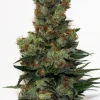 Ripper Badazz Feminized Esrar Tohumu (Ripper Seeds)