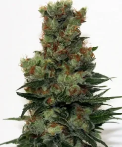 Ripper Badazz Feminized Esrar Tohumu (Ripper Seeds)