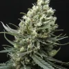 Ripper Haze Feminized Esrar Tohumu (Ripper Seeds)
