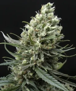 Ripper Haze Feminized Esrar Tohumu (Ripper Seeds)