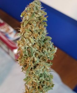 Ripper Haze Feminized Esrar Tohumu (Ripper Seeds)