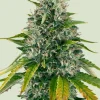 Royal Moby Feminized Esrar Tohumu (Royal Queen Seeds)