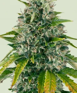 Royal Moby Feminized Esrar Tohumu (Royal Queen Seeds)