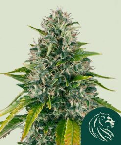 Royal Moby Feminized Esrar Tohumu (Royal Queen Seeds)