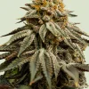 Royal Skywalker Feminized Esrar Tohumu (Royal Queen Seeds)