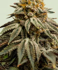 Royal Skywalker Feminized Esrar Tohumu (Royal Queen Seeds)