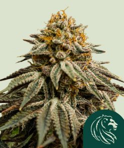 Royal Skywalker Feminized Esrar Tohumu (Royal Queen Seeds)