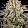 Runtz Feminized Esrar Tohumu (Barney's Farm)