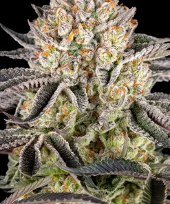 Runtz Feminized Esrar Tohumu (Barney's Farm)